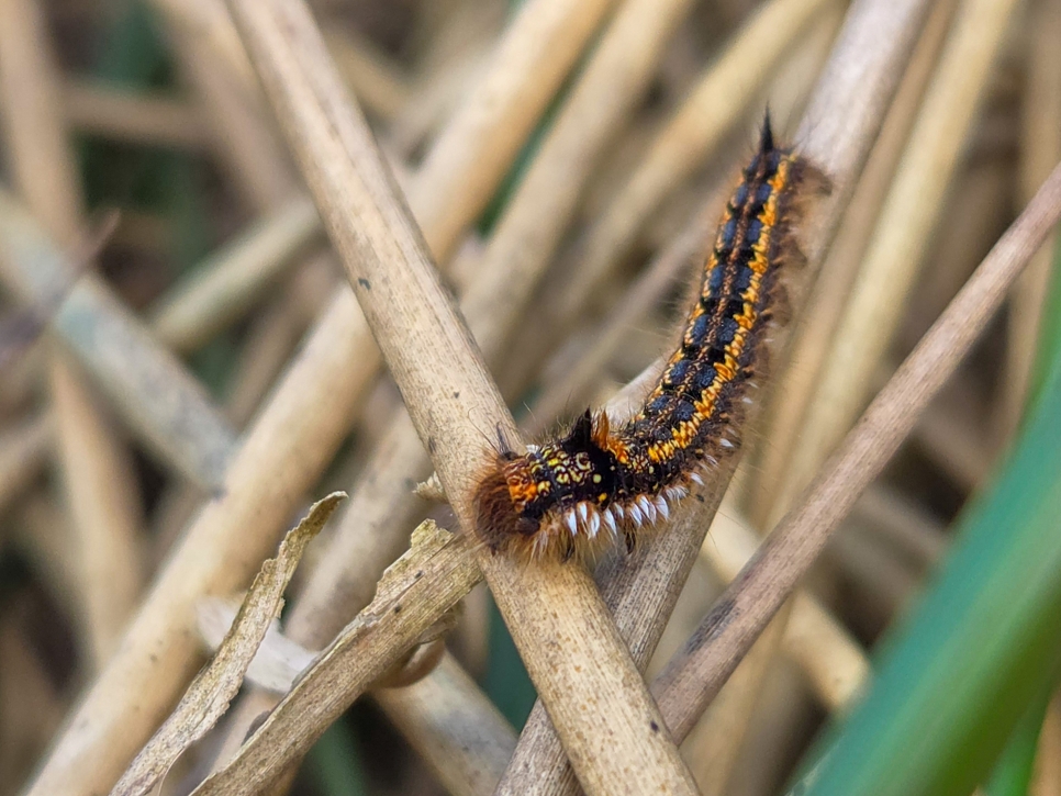 Drinker Moth Caterpillar, White-Fronted Goose, Little Gull, and a fluttering Common Brimstone